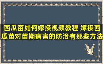 西瓜苗如何嫁接视频教程 嫁接西瓜苗对苗期病害的防治有那些方法，那些农药可以防治病害呢